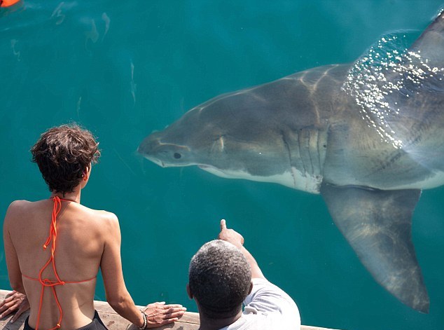Η Halle Berry τα «βάζει» με καρχαρίες
