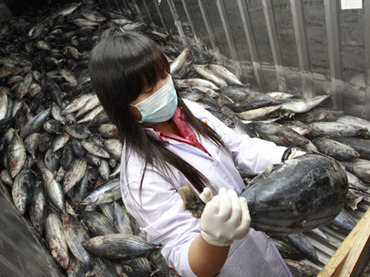 Ραδιενεργά για μια δεκαετία ακόμα τα ψάρια στη Φουκουσίμα
