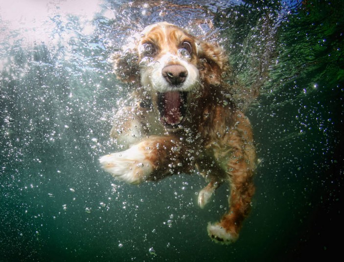 Επικίνδυνα για τους σκύλους τα φύκια στις θάλασσες