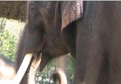 Μιλάνε οι ελέφαντες;