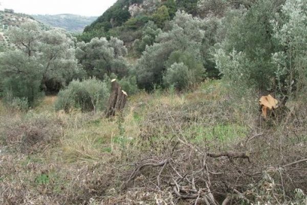 Παρατείνεται έως τις 7 Σεπτεμβρίου η ανάρτηση των δασικών χαρτών