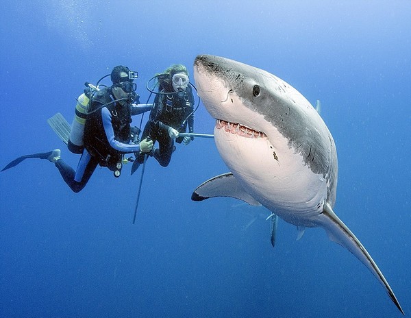 O λευκός καρχαρίας δεν είναι τόσο επικίνδυνος όσο νομίζουμε