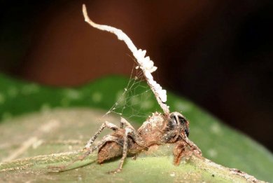 Φονικός μύκητας μετατρέπει τα μυρμήγκια σε ζόμπι