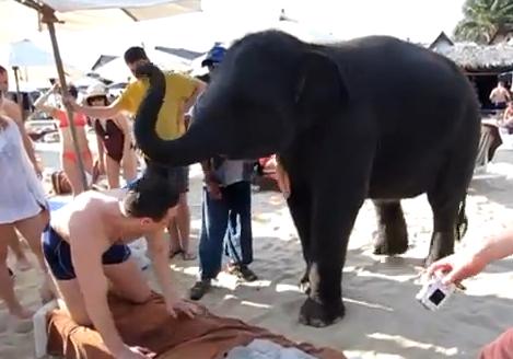 Τι κάνει ένας ελέφαντας στην παραλία