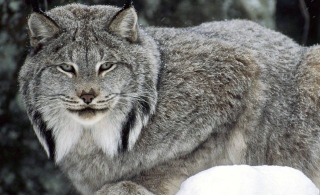 «Lynx» θα ονομάζεται το επόμενο λειτουργικό σύστημα της Apple