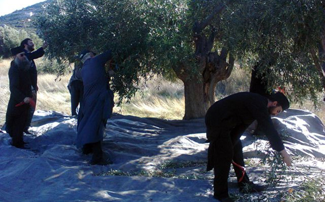 Μάζεψε ελιές για τους απόρους