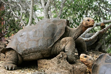 Εξαφανισμένο είδος γιγάντιας χελώνας μπορεί να «επιστρέψει»