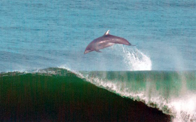 Δελφίνια παίζουν με τα κύματα στις ακτές του Σαν Φρανσίσκο