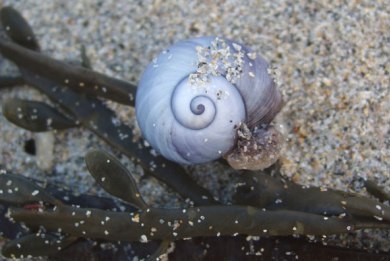 Η οξίνιση των ωκεανών διαλύει τα σαλιγκάρια