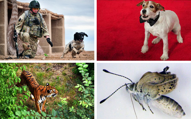 Top 10 ιστορίες ζώων της χρονιάς