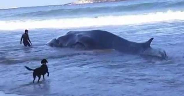 Δεν άντεξε φάλαινα που εκβράστηκε στην Ισπανία