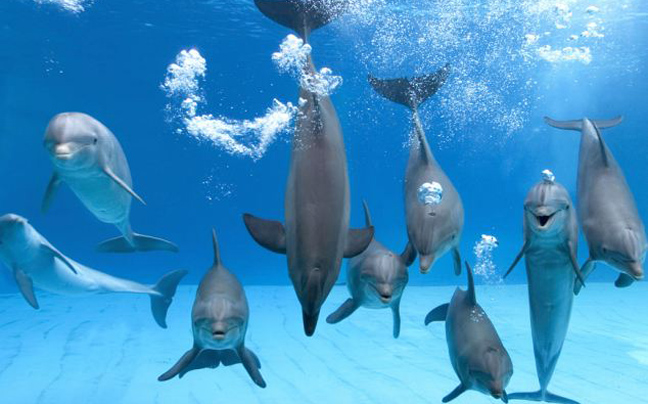 Ένα ξεχωριστό κόλπο έμαθαν τα δελφίνια