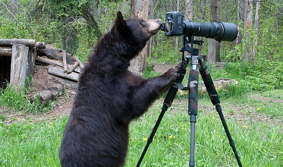 Αρκούδα με κλίση στη φωτογραφία