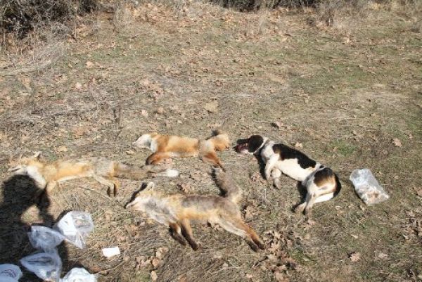 Θανάτωσαν σκύλους με δηλητηριασμένα δολώματα