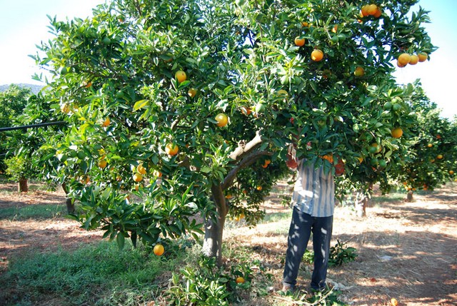 Δίνουν δουλειά σε άνεργους Ελληνες εργάτες γης