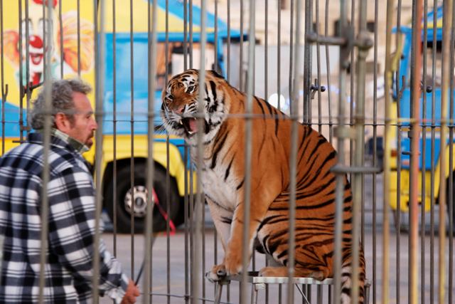Ιδιοκτήτης τσίρκου κλειδώθηκε σε κλουβί με τίγρεις!