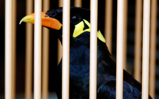 Έδιωξαν πτηνό από ζωολογικό κήπο επειδή ήταν&#8230; αθυρόστομο