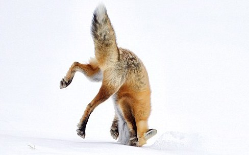 Βουτιές στο χιόνι από πεινασμένη αλεπού