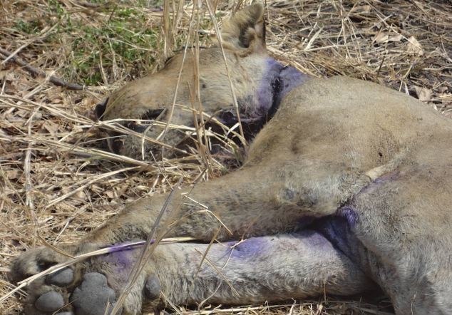 Λιοντάρι επέζησε εγκλωβισμένο σε παγίδα λαθροκυνηγού