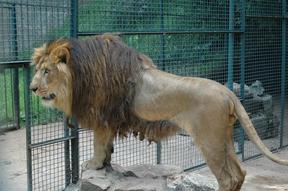 Λιοντάρι σκότωσε υπάλληλο ζωολογικού πάρκου