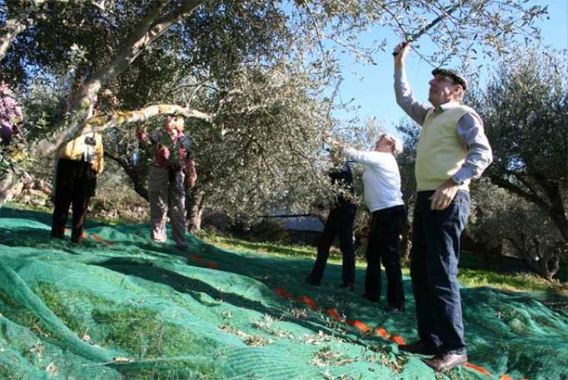 Η Ελλάδα σώζει την παγκόσμια παραγωγή ελαιολάδου