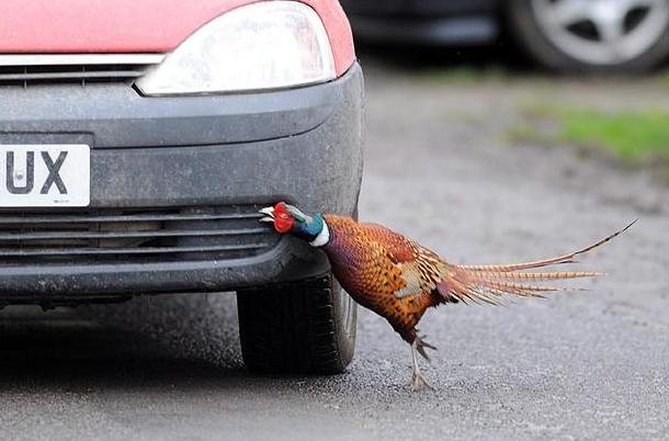 Ο φασιανός που νομίζει ότι είναι… σκύλος