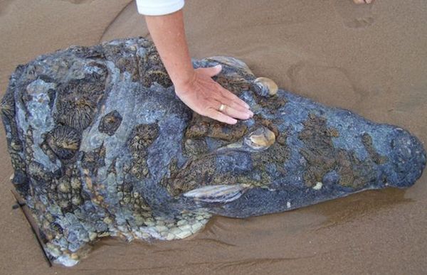Κομμένο κεφάλι κροκόδειλου σε παραλία της Νότιας Αφρικής