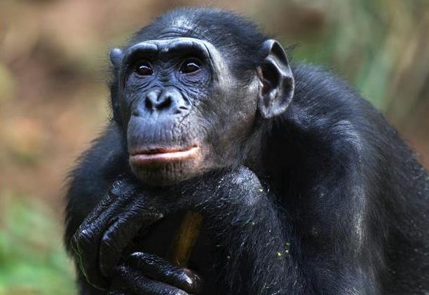 Ζητούν να αναγνωριστούν οι χιμπατζήδες ως φυσικά πρόσωπα