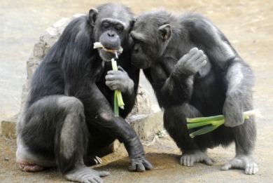Έμφυτο το αίσθημα δικαιοσύνης μας «λένε» οι χιμπατζήδες