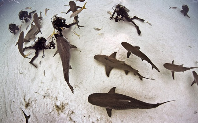 Καταδύσεις μαζί με καρχαρίες-τίγρεις