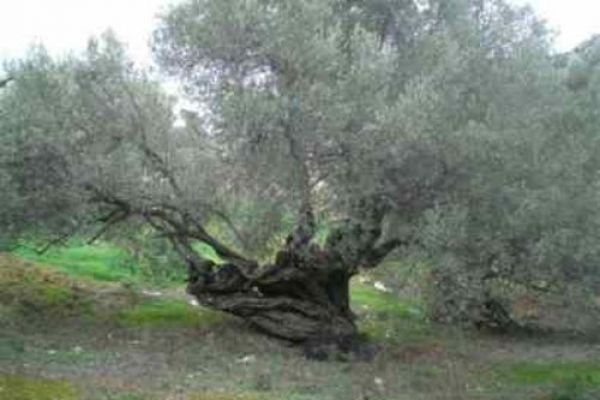 Κόβουν υπεραιωνόβια ελαιόδεντρα για καυσόξυλα