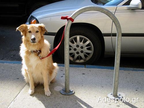 Ανεύθυνη τακτική το δέσιμο σκύλου έξω από κατάστημα
