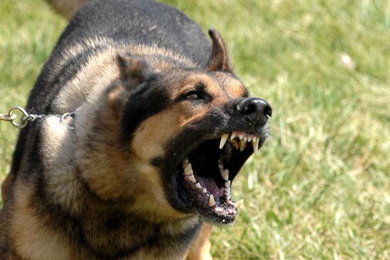 Σκύλος δάγκωσε τρεις αστυνομικούς στους Αμπελόκηπους