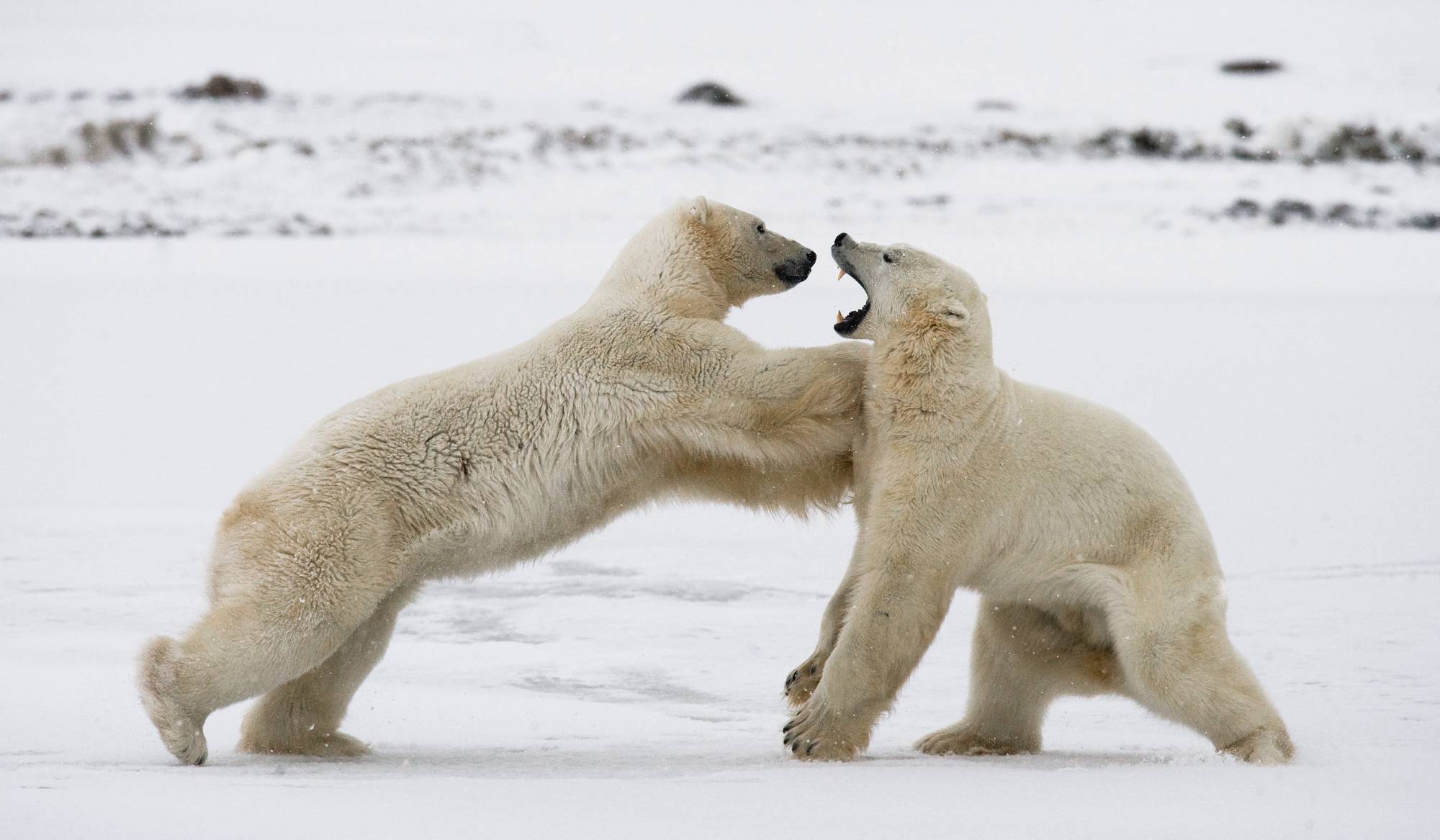 Οι πολικές αρκούδες σκουραίνουν λόγω κλίματος
