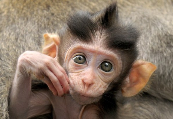 Νεογέννητο πιθηκάκι «λανσάρει» το δικό του στιλ μαλλιών