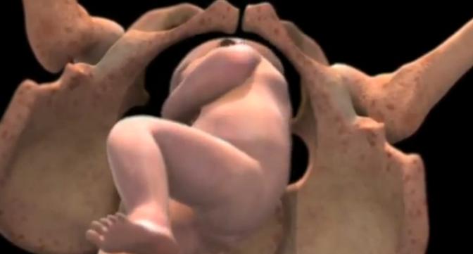 Εντυπωσιακό βίντεο δείχνει το έμβρυο από τη σύλληψη μέχρι τη γέννηση