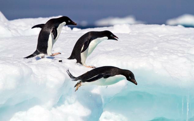 Επιστήμονες τοποθέτησαν κάμερες σε πιγκουίνους