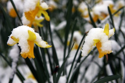 Προστασία των φυτών από το κρύο και το χιόνι