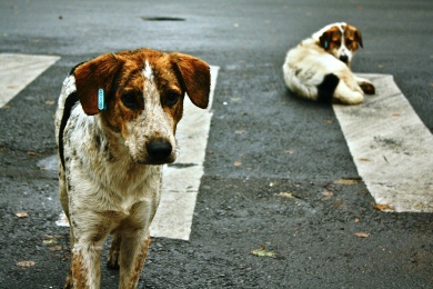 Ο Δήμος Νεάπολης δώρισε σκάνερ εντοπισμού μικροτσίπ σήμανσης ζώων