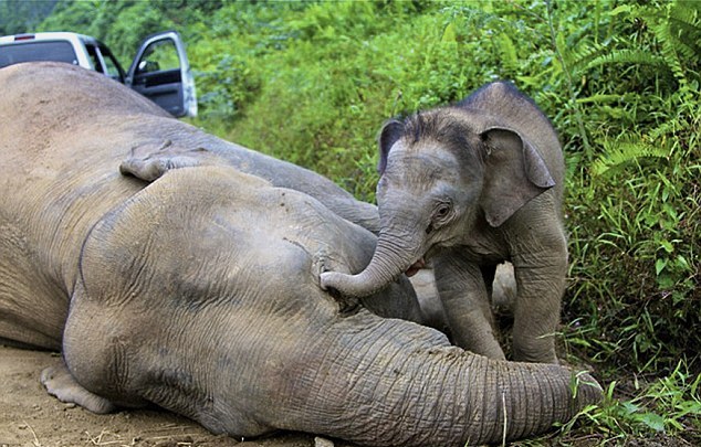 Ελεφαντάκι προσπαθεί να «ξυπνήσει» τη νεκρή μητέρα του