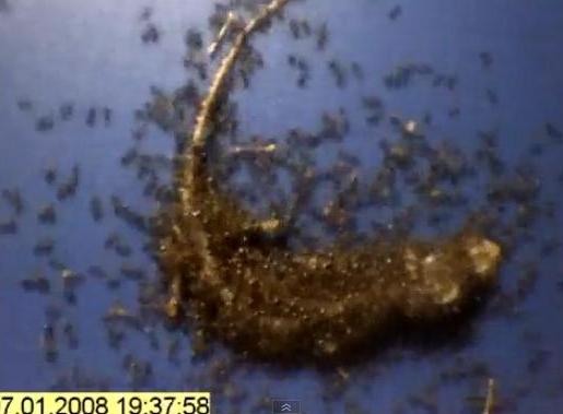Πώς εκατοντάδες κόκκινα μυρμήγκια… ξεκοκαλίζουν μία σαύρα