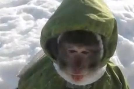 Μια μαϊμού με μπουφάν παίζει στο χιόνι