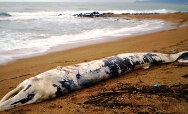 Πτεροφάλαινα ξεβράστηκε στις ακτές της Κυπαρισσίας