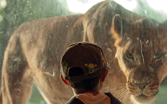 Η «συνάντηση» ενός 7χρονου με μια λέαινα