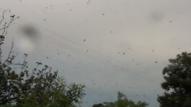 Βρέχει&#8230; αράχνες στη Βραζιλία