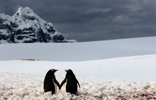 Ζευγάρι θηλυκών πιγκουίνων θα αναθρέψει το πρώτο «άφυλο» πιγκουινάκι