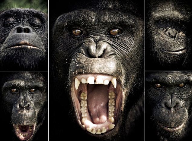 Οι μορφασμοί των χιμπατζήδων