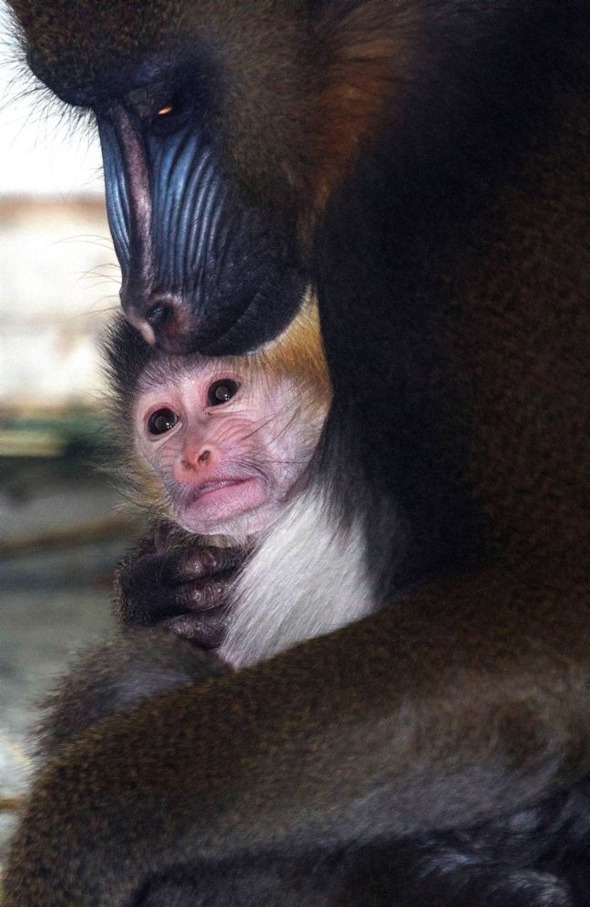 Σπάνια μαϊμού γεννήθηκε στη Βρετανία