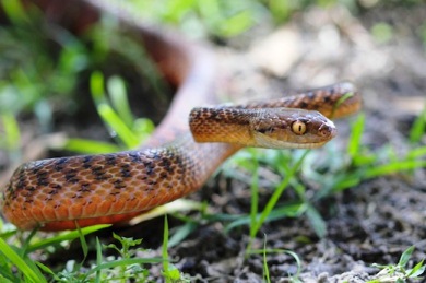 Προσπαθούν να μειώσουν τα φίδια στο νησί Γκουάμ