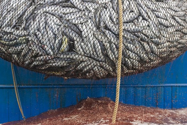 Η παράνομη αλιεία έφερε απαγόρευση από την Ε.Ε.